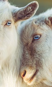 Превью обои козы, морда, голубоглазый