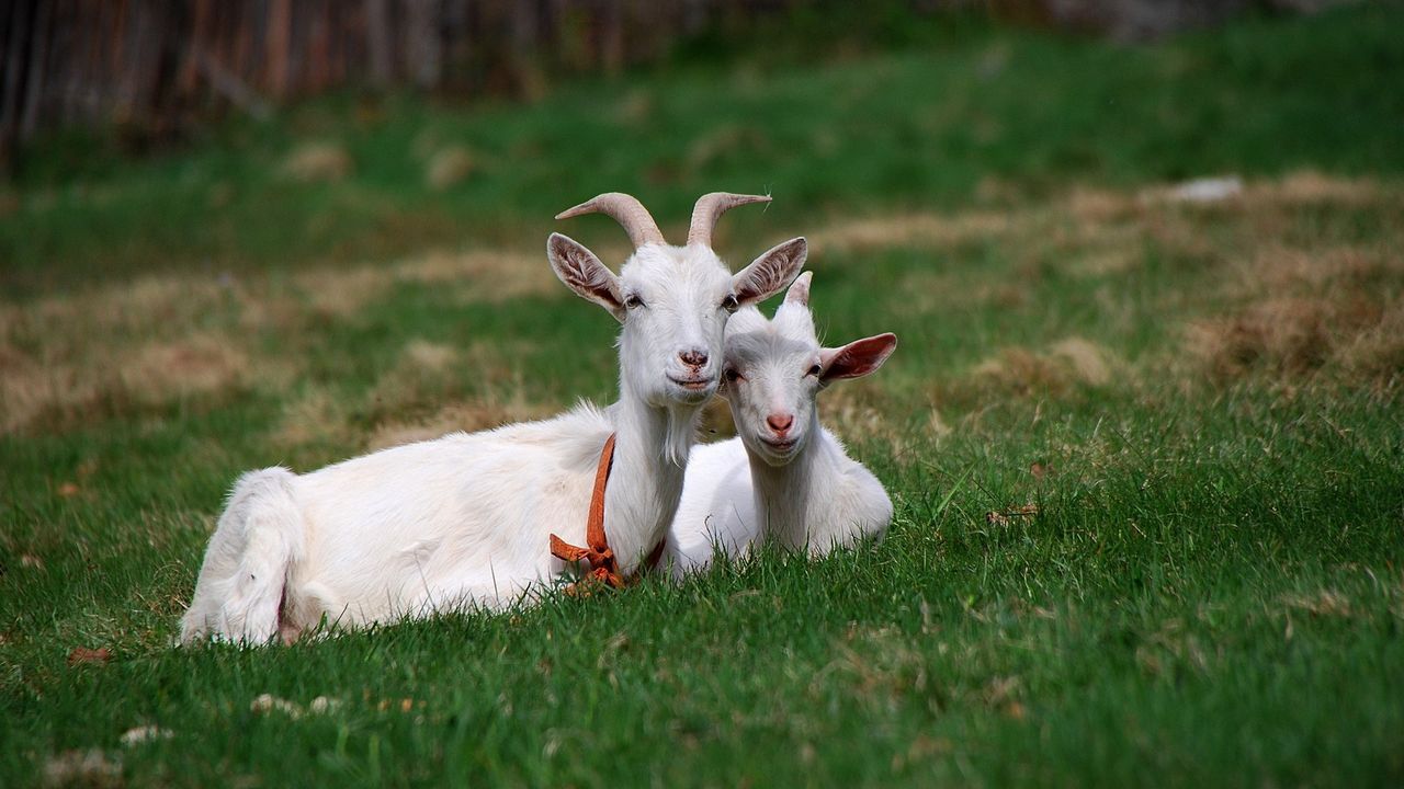 Обои козы, трава, рога, сидеть, друзья, выпас