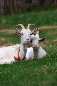 Превью обои козы, трава, рога, сидеть, друзья, выпас