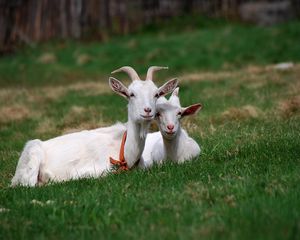 Превью обои козы, трава, рога, сидеть, друзья, выпас