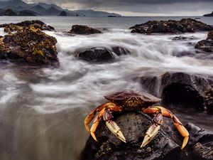 Превью обои краб, море, клешни, камни