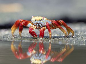 Превью обои краб, вода, клешни