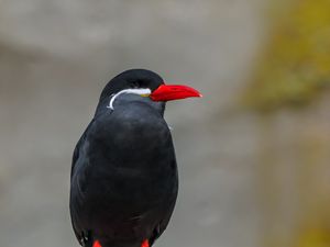 Превью обои крачка-инка, птица, дикая природа, камень
