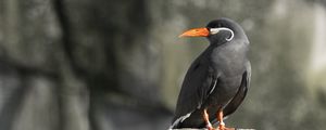 Превью обои крачка-инка, птица, камень, дикая природа