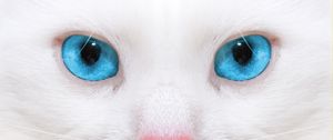 Превью обои красивая, белая кошка, котенок, макро