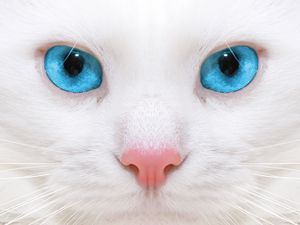 Превью обои красивая, белая кошка, котенок, макро