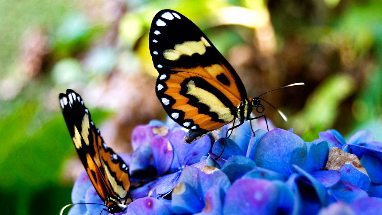 Обои красивые, на цветах, сидят, бабочки