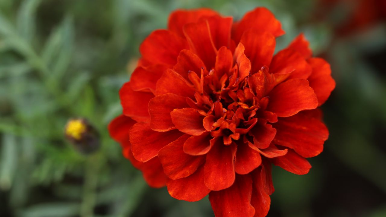 Обои красная маргаритка, маргаритка, цветок, макро, лепестки, природа, блюр