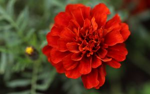 Превью обои красная маргаритка, маргаритка, цветок, макро, лепестки, природа, блюр