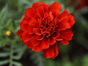 Превью обои красная маргаритка, маргаритка, цветок, макро, лепестки, природа, блюр