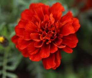 Превью обои красная маргаритка, маргаритка, цветок, макро, лепестки, природа, блюр