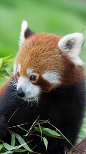 Превью обои красная панда, бамбук, милый, животное