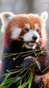 Превью обои красная панда, бамбук, милый, животное, листья