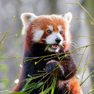 Превью обои красная панда, бамбук, милый, животное, листья