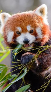 Превью обои красная панда, бамбук, животное