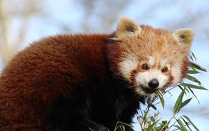 Превью обои красная панда, бамбук, животное, милый