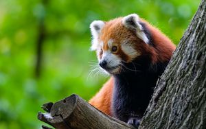 Превью обои красная панда, дерево, дикая природа, животное
