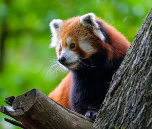 Превью обои красная панда, дерево, дикая природа, животное