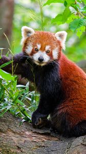 Превью обои красная панда, дерево, кора, листья, животное