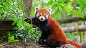 Превью обои красная панда, дерево, кора, листья, животное