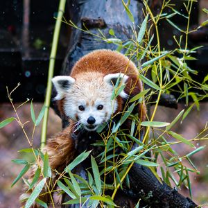 Превью обои красная панда, дерево, листья, ветки, дикая природа, животное