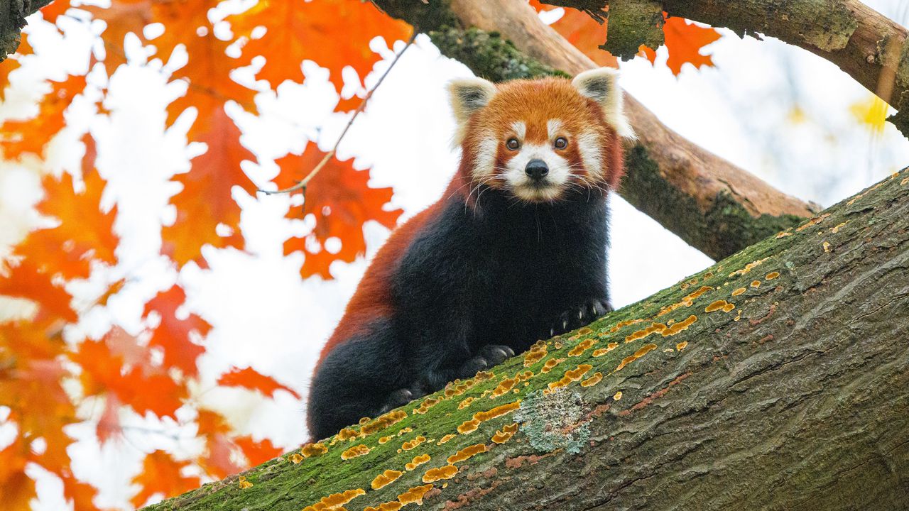 Обои красная панда, дерево, листья, размытие, дикая природа, животное