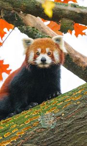 Превью обои красная панда, дерево, листья, размытие, дикая природа, животное