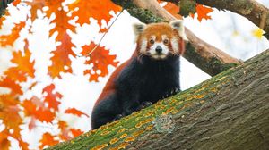 Превью обои красная панда, дерево, листья, размытие, дикая природа, животное