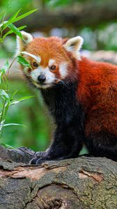 Превью обои красная панда, дерево, листья, дикая природа
