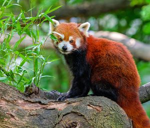 Превью обои красная панда, дерево, листья, дикая природа