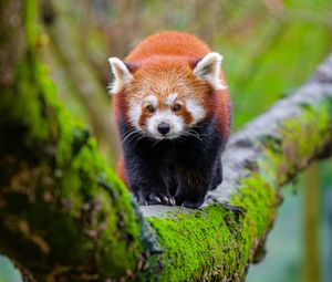 Превью обои красная панда, дерево, мох, дикая природа