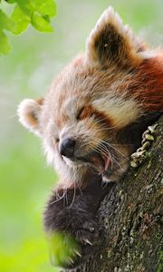 Превью обои красная панда, дерево, зевать, прятаться