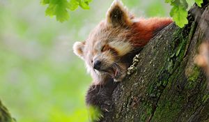 Превью обои красная панда, дерево, зевать, прятаться