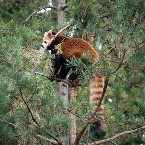Превью обои красная панда, дерево, животное, коричневый, дикая природа