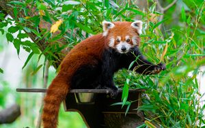 Превью обои красная панда, дикая природа, дерево, листья
