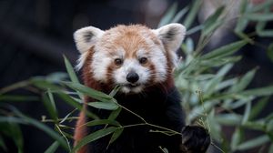 Превью обои красная панда, дикая природа, листья, животное