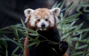 Превью обои красная панда, дикая природа, листья, животное