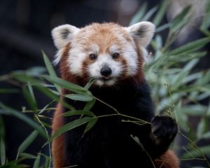 Превью обои красная панда, дикая природа, листья, животное