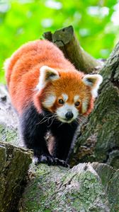 Превью обои красная панда, дикая природа, животное, камень, дерево