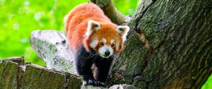 Превью обои красная панда, дикая природа, животное, камень, дерево