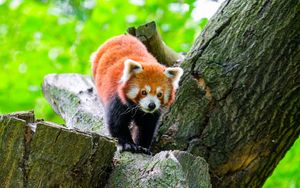 Превью обои красная панда, дикая природа, животное, камень, дерево