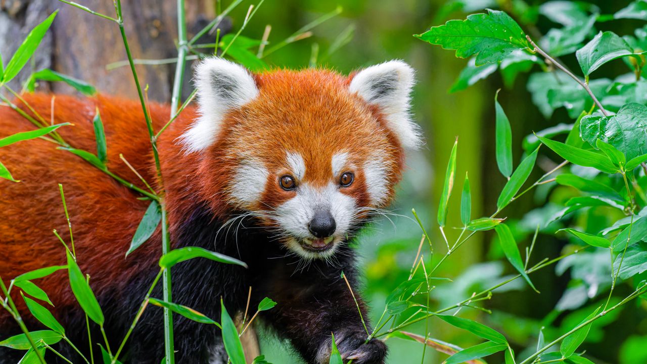 Обои красная панда, дикая природа, животное, листья, дикое животное