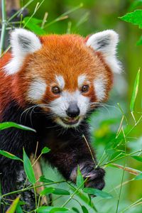 Превью обои красная панда, дикая природа, животное, листья, дикое животное