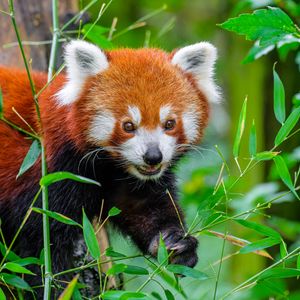 Превью обои красная панда, дикая природа, животное, листья, дикое животное