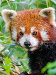Превью обои красная панда, дикая природа, животное, листья