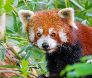 Превью обои красная панда, дикая природа, животное, листья