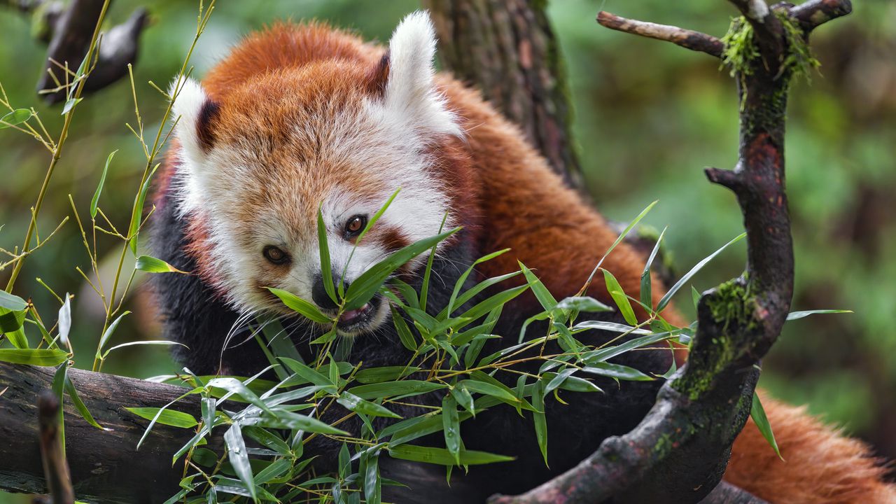 Обои красная панда, дикая природа, животное, дерево, листья