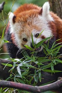 Превью обои красная панда, дикая природа, животное, дерево, листья