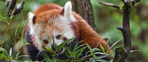 Превью обои красная панда, дикая природа, животное, дерево, листья