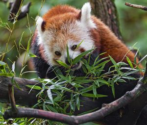 Превью обои красная панда, дикая природа, животное, дерево, листья